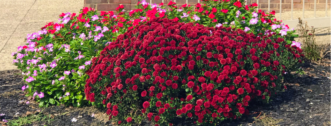 Bada Bing, Bada.. Bloom! Harrell’s Annuals Maintenance Program